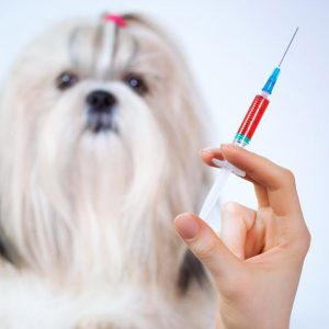 Vaccines
